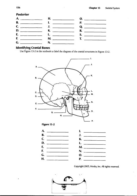 Anatomy Learning Strategies Worksheets And Guides Kenhub Muscle Anatomy Worksheet - Muscle Anatomy Worksheet