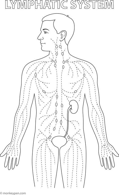 anatomy lymphatic system coloring pag