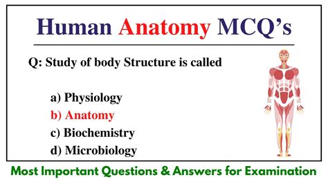 Anatomy Mcq