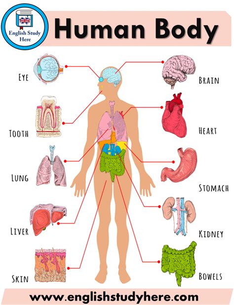 Anatomy Medlineplus Parts Of Human Body Pictures - Parts Of Human Body Pictures