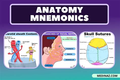 Anatomy Mnemonics 11