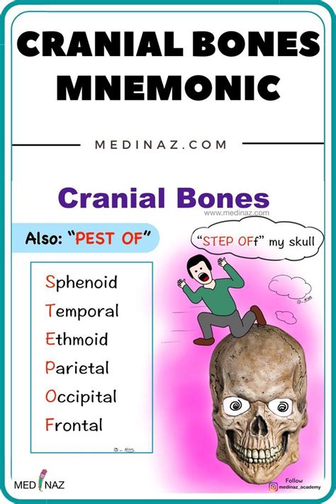 Anatomy Mnemonics 7
