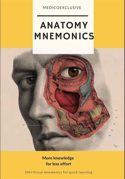 Anatomy Mnemonics Usmle