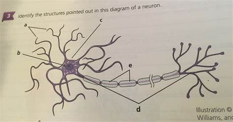 Anatomy Module 16 Study Guide Answers