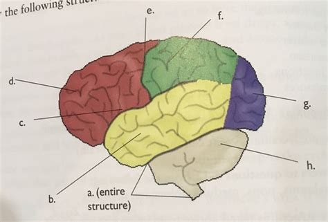 Anatomy Module 8 Study Guide Answers