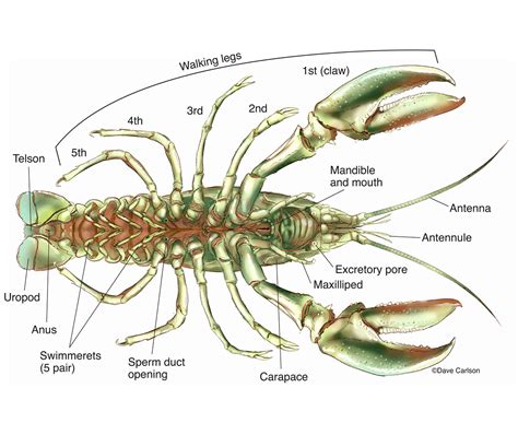 Anatomy Of A Crayfish Virtual The Biology Corner Crayfish Worksheet Answers - Crayfish Worksheet Answers