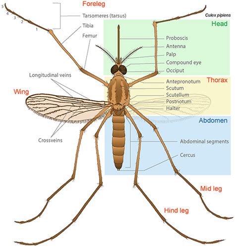 Anatomy Of A Mosquito Ask A Biologist Body Parts Of A Bug - Body Parts Of A Bug