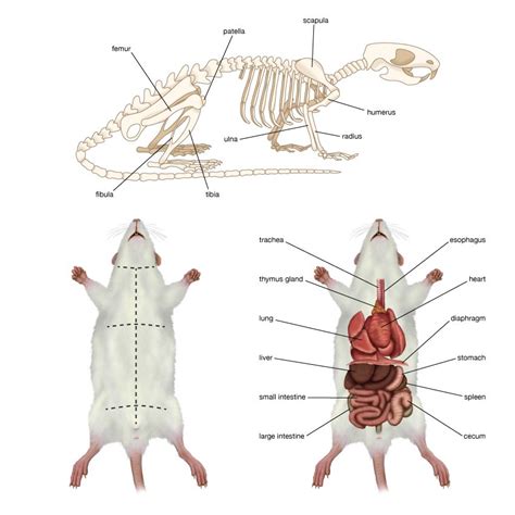 Anatomy Of A Rat