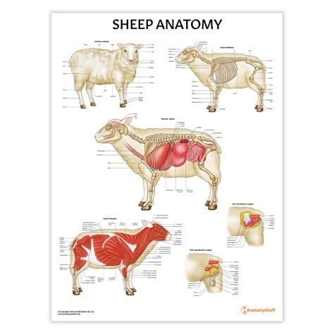 Anatomy Of A Sheep