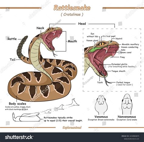 Anatomy Of A Snake