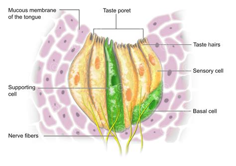 Anatomy Of A Taste Bud