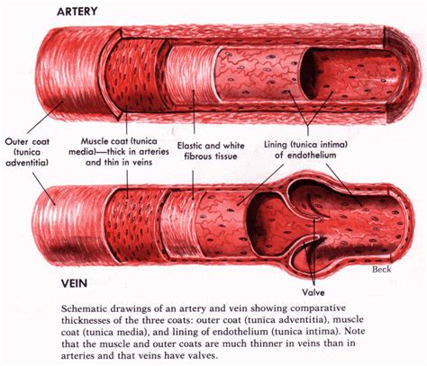 Anatomy Of Blood Vessel