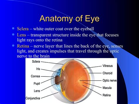 Anatomy Of Eye Ppt