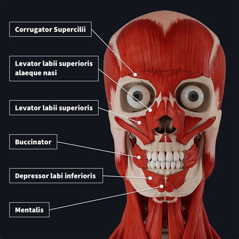 Anatomy Of Facial Expression