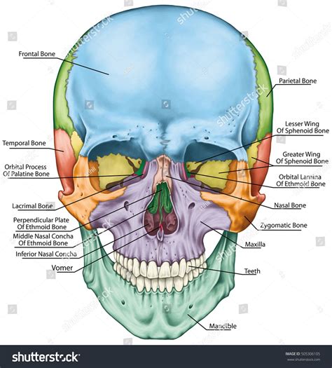 Anatomy Of Head Bones