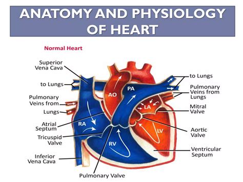 Anatomy Of Heart Pdf