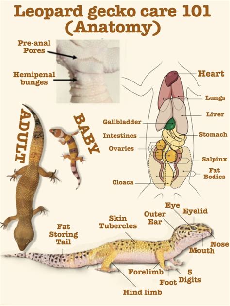 Anatomy Of Leopard Gecko