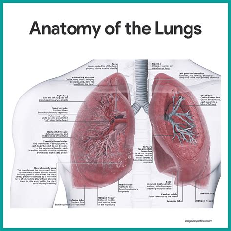 Anatomy Of Lungs