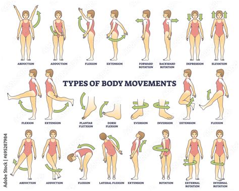Anatomy Of Movement
