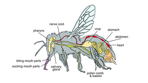 Anatomy Of The Bee
