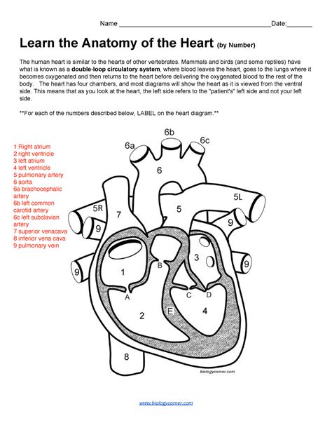 Anatomy Of The Heart By Number The Biology Label The Heart Worksheet Answers - Label The Heart Worksheet Answers