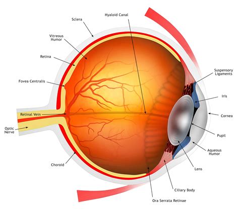 Anatomy Of The Human Eye Printable The Human Eye Worksheet Answers - The Human Eye Worksheet Answers