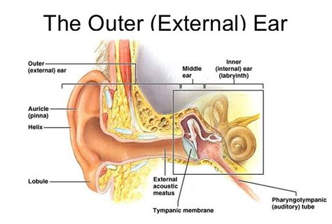 Anatomy Of The Outer Ear Diagram