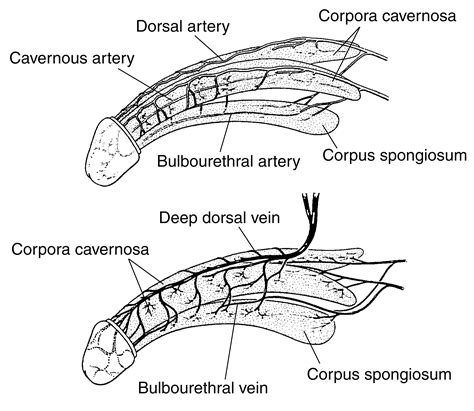 Anatomy Of The Penile Arteries