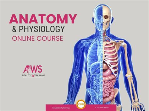 Anatomy Physiology Aws