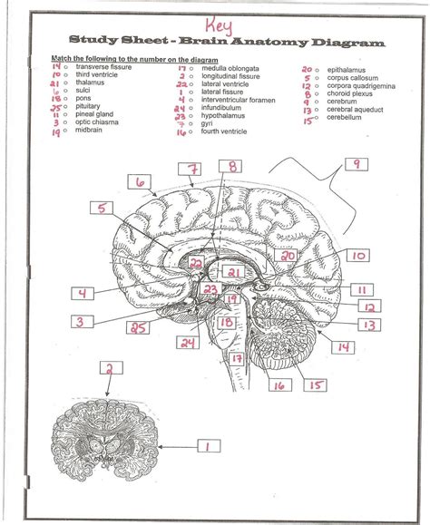 Anatomy Physiology Brain Review Worksheet Flashcards Quizlet Structure Of The Brain Worksheet Answers - Structure Of The Brain Worksheet Answers