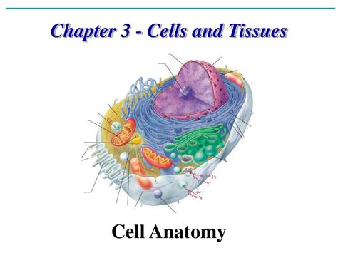 Anatomy Physiology Chapter 3 Cell Structure