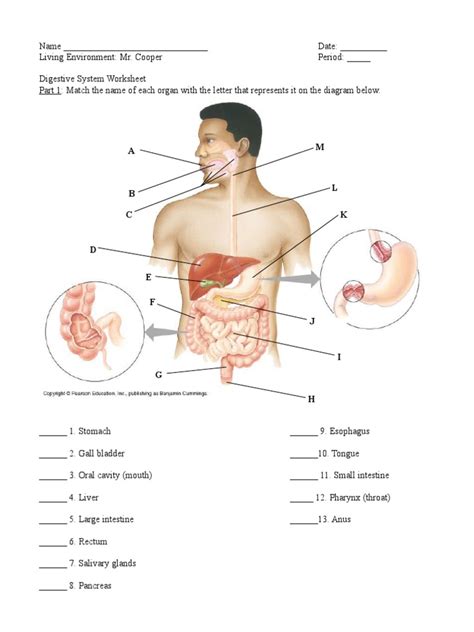 Anatomy Physiology Digestive System Packet Answers