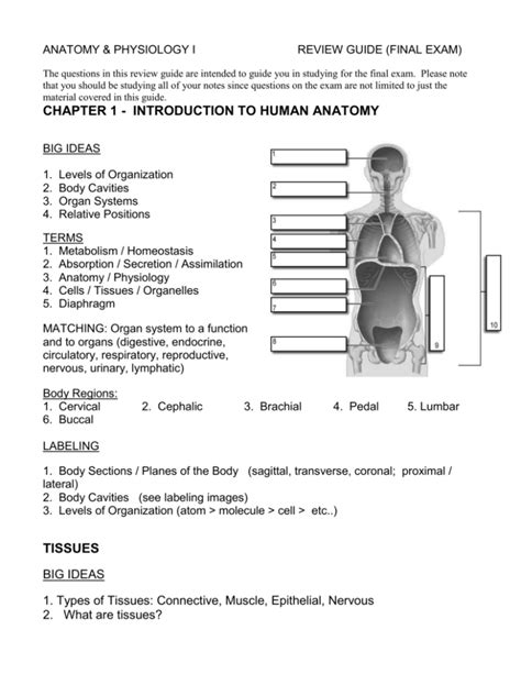 anatomy physiology final exam study guide