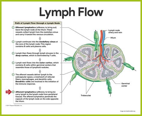 Anatomy Physiology Lymphatic System Test Answer Key