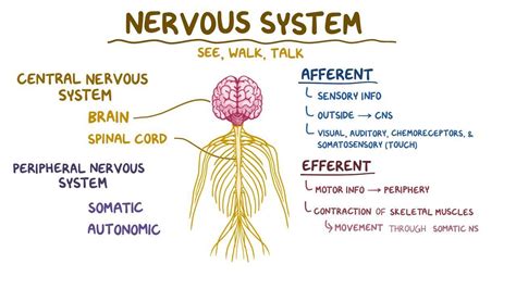 Anatomy Physiology Nervous System Answer Key