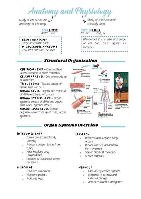 Anatomy Physiology Notes Ch 13 The Respiratory System