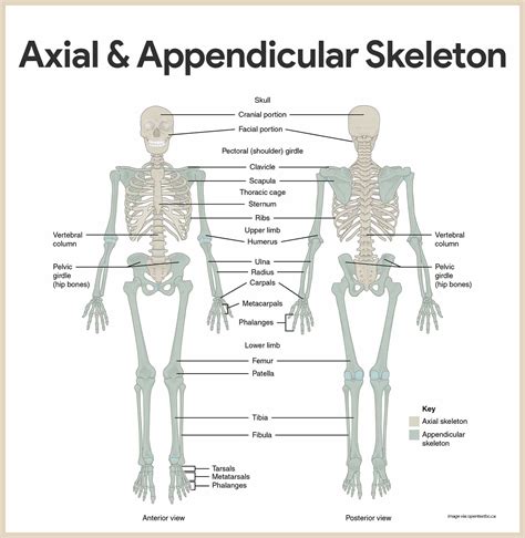 Anatomy Physiology Skeletal System Study Guide Answers
