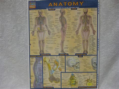 Anatomy Quickstudy