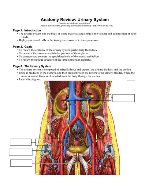 anatomy review urinary system