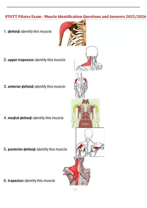 anatomy stott pilates quizzes