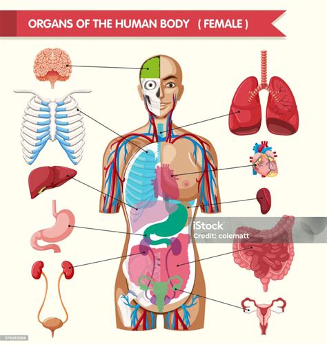 Anatomy System Human Body Anatomy Diagram And Chart Human Body With Labels - Human Body With Labels