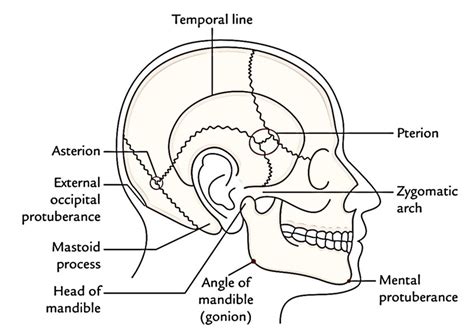Anatomy Temple Head