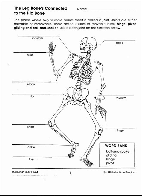 Anatomy The Human Skeleton Worksheet Education Com Human Skeleton Worksheet Answers - Human Skeleton Worksheet Answers
