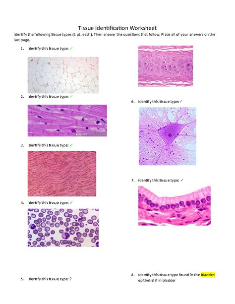 Anatomy Tissues Practice Test