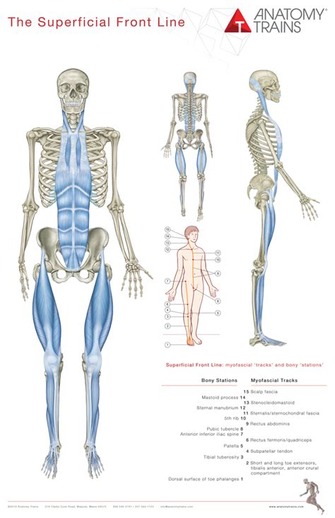 Anatomy Trains