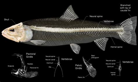 Anatomy Trout Skeleton