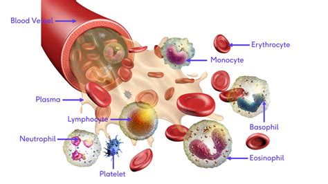 Full Download Anatomy And Physiology Blood Chapter 
