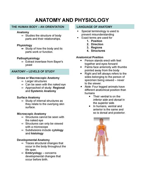 Read Anatomy And Physiology Chapter 16 Study Guide 