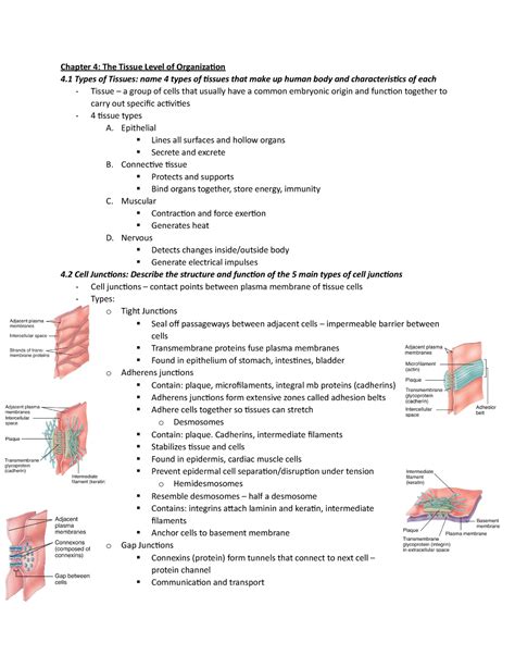 Full Download Anatomy And Physiology Chapter 3 Study Guide 