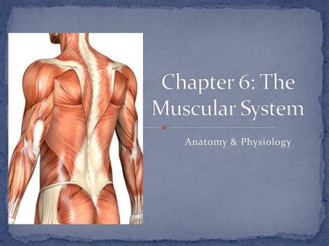 Full Download Anatomy And Physiology Chapter 6 The Muscular 